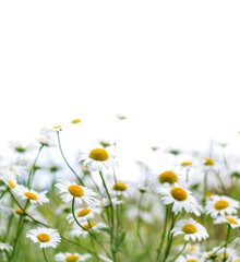 Camomile isolated on white background. Blooming daisy flowers in the meadow