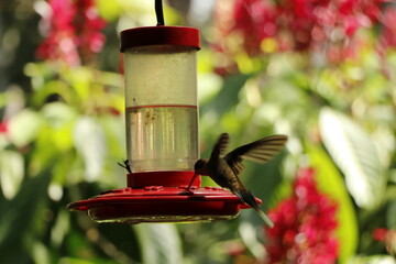colibri bird in costa rica
