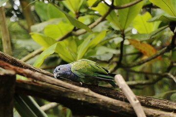 wildlife in costa rica