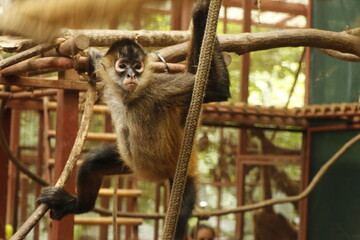 monkey in costa rica reserve