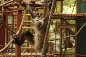 monkey in costa rica reserve