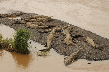 crocodiles in costa rica river