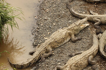 crocodiles in costa rica river