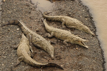 crocodiles in costa rica river