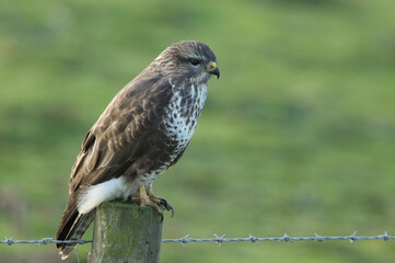 A Buzzard, Buteo buteo, perched on a post at the edge of a field.	