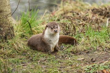 An European Otter, Lutra lutra, on the bank of a lake at the British Wildlife Centre.	