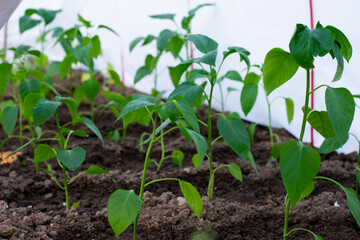 Many young plants of bell pepper planted in greenhouse in countryside garden. Agricultural field with eco vegetables