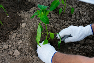 Bell pepper plant with young green leaves are planted by gardener with white gloves. Gardener or farmer doing planting works in greenhouse.