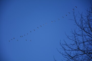 goose wedge on the winter sky
