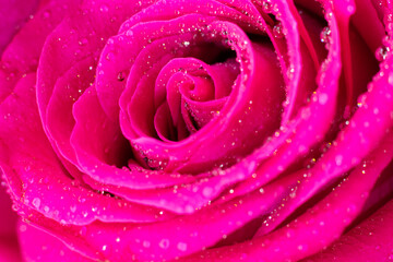 Wet magenta macro rose flower as design element for making Valentine's Day, Anniversary and Birthday cards. Floral backdrop