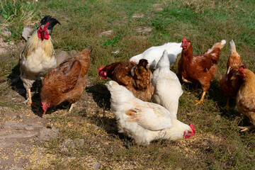 Lot of different domestic chicken walking on farmyard. Feeding freely grazing poultry.Countryside ranch.