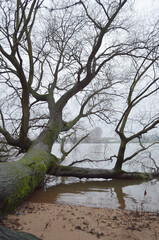 The shore of Elbe in Hamburg