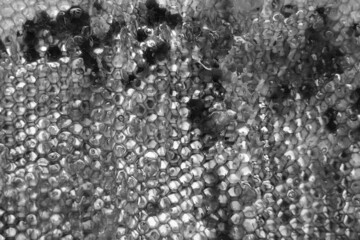 Drop of bee honey drip from hexagonal honeycombs