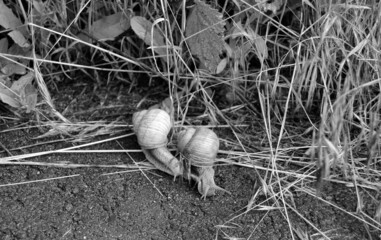 Big garden snail in shell crawling on wet road hurry home