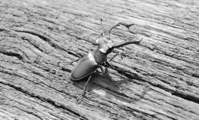 Male stag beetle with long and sharp jaws in wild forest
