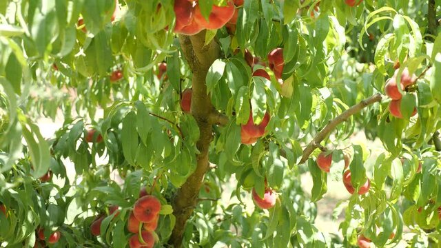 Ripe organic flat peaches growing on tree in orchard at sunny day. High quality 4k footage
