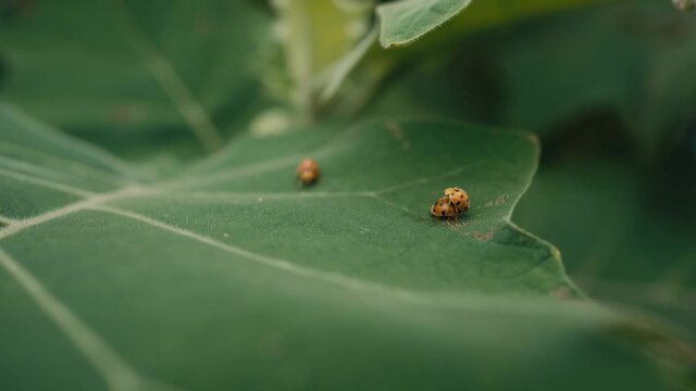 Orange  ladybugs is mating and sit on leaf in the wind.