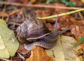 Big garden snail in shell crawling on wet road
