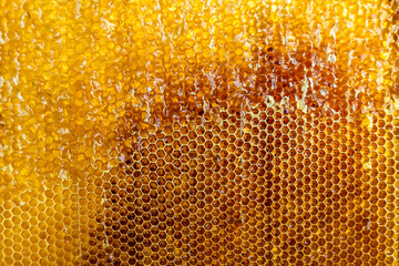 Honeycomb from bee hive filled with golden honey