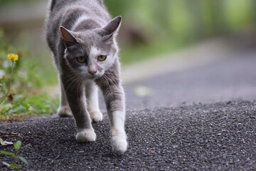 野良猫・母親