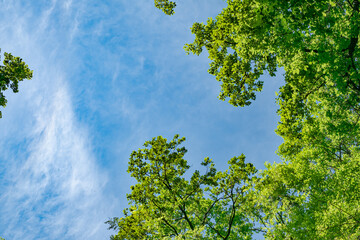 spring oak branches on the blue sky, Bottom view