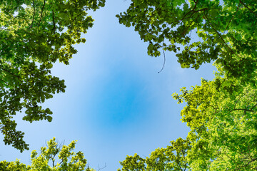 spring oak branches on the blue sky, Bottom view
