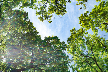 spring oak branches on the blue sky, Bottom view