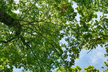 Fototapeta na wymiar spring oak branches on the blue sky, Bottom view