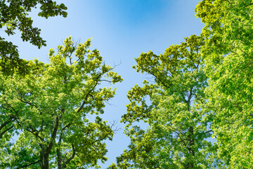 Fototapeta na wymiar spring oak branches on the blue sky, Bottom view
