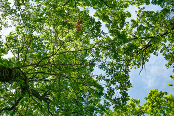 spring oak branches on the blue sky, Bottom view