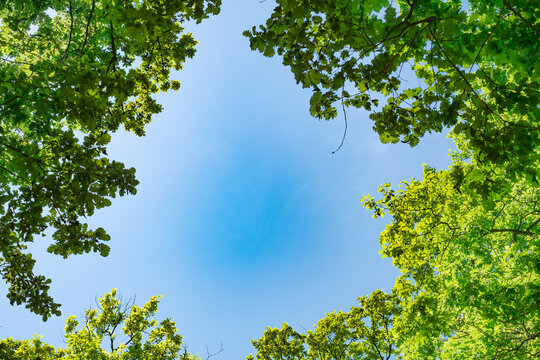 Spring Oak Branches On The Blue Sky, Bottom View