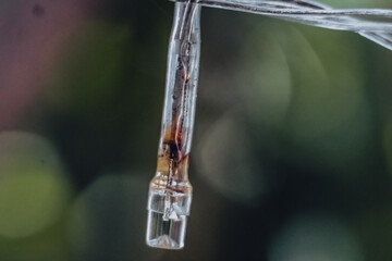 Macro Close-up old small burned out white pale plastic Light emitting diode LED Strip lamp of electric garland. Blur background. Outdoor object technologies. Burnt wire spoiled product defective