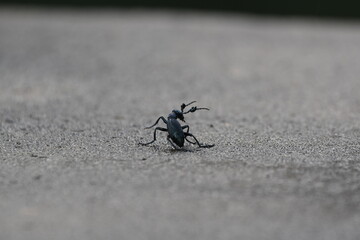 ツチハンミョウのオス・秋・日本・九州・朝露