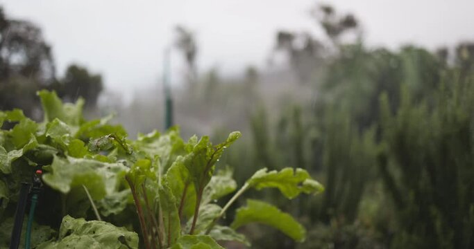 Water sprinklers spraying over the fresh leaves of beetroot crops in an agricultural field. Automatic irrigation system watering green vegetable plants in an organic garden.