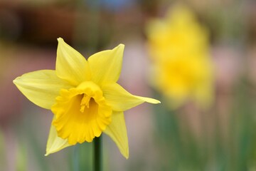 水仙の花のクローズアップ