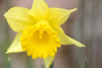 水仙の花のクローズアップ