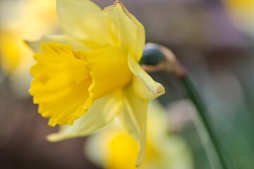 Fototapeta premium スイセンの花のクローズアップ