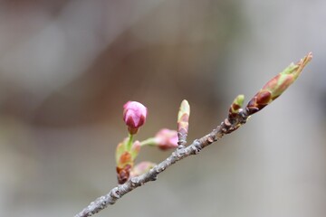 桜のつぼみ