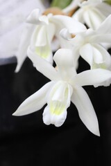 白色の蘭の花