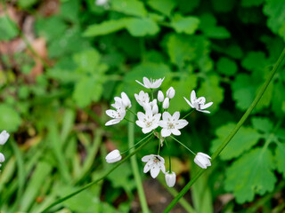 white flowers