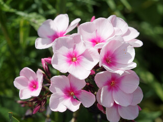 Fototapeta na wymiar Phlox paniculata | Garden phlox or Summer Phlox 'Bright Eyes'. Ornamental flowers grouped in panicles with pale pink petals with fuchsia color eyes on upright stems