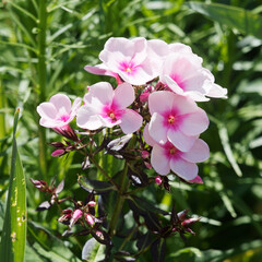 Phlox paniculata 'Bright Eyes' | Garden phlox or Summer Phlox. Fragrant flowers with soft pink...