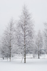 trees in snow