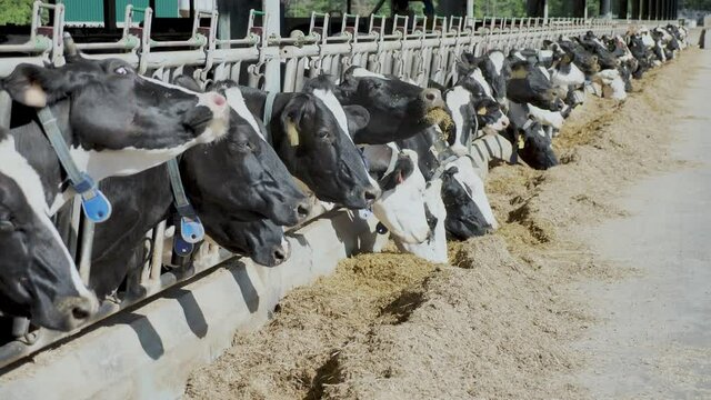 Herd of cows standing in outdoor cowshed on dairy farm, eating hay on sunny summer day