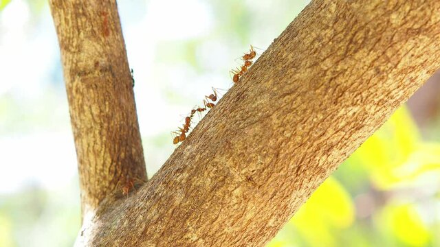 Several red ants are walking on a branch of a lemon tree