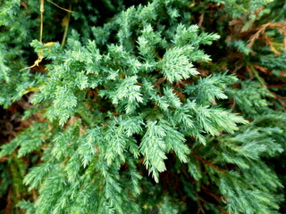 Juniperus occidentalis, western juniper. Branches with green needles.