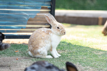 rabbit on the grass