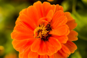 A bright orange zinnia bloom closeup