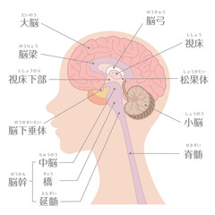 Obraz premium Brain anatomy labeled diagram illustration
