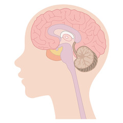 人間の体_脳_文字なし	
